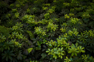 日常をアート作品に / M型Leicaの魅力 