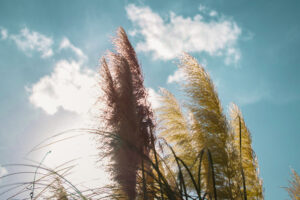 視点を見つける装置としてのカメラ / Leica M11