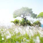 ライカを買う ＝ 人生を買う