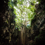 ガンがラーの谷で歩くガジュマルの樹と対面