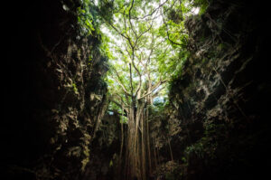 ガンがラーの谷で歩くガジュマルの樹と対面