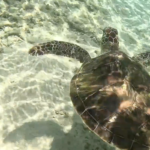 ウミガメと出会える沖縄本島の隠れ家ビーチ『ジョンマンビーチ』