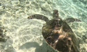 ウミガメと出会える沖縄本島の隠れ家ビーチ『ジョンマンビーチ』