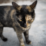 Leica | 創作道具としてのM11